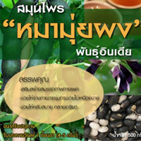 ขายสินค้าเกษตรเม็ดหมามุ่ยอินเดีย