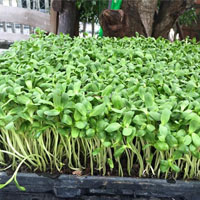 ขายสินค้าเกษตรต้นอ่อนทานตะวันงอกจำหน่ายโดยตรงจากทางฟาร์มผู้ผลิต