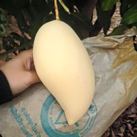 ขายสินค้าเกษตรขายมะม่วงน้ำดอกไม้พันธุ์สีทอง