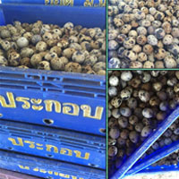 ขายสินค้าเกษตรจำหน่าย-ไข่นกกระทาสดจากฟาร์ม-เนื้อนกกระทา