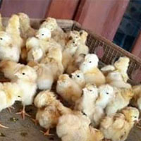 ขายสินค้าเกษตรลูกไก่เนื้อสายพันธ์ตะเภาทอง