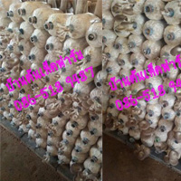 ขายสินค้าเกษตรดอกเห็ดและก้อนเชื้อเห็ดปลอดสารพิษหรือจำเพาะไว้บริโภคใ
