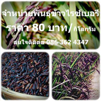ขายสินค้าเกษตรเมล็ดพันธุ์ข้าวไรซ์เบอร์รี