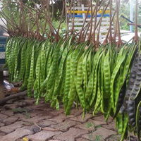 ขายสินค้าเกษตรสะตอใต้