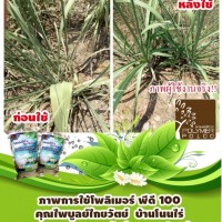 โพลิเมอร์-สารอุ้มน้ำพีดี-100-ใช้โพลิเมอร์ในการปลูกอ้อย