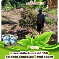 โพลิเมอร์-สารอุ้มน้ำพีดี100-ใช้โพลิเมอร์ในการปลูกทุเรียน