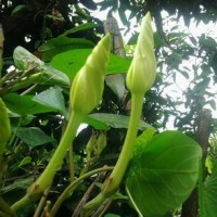 ขายสินค้าเกษตรจำหน่ายต้นกล้าดอกชมจันทร์