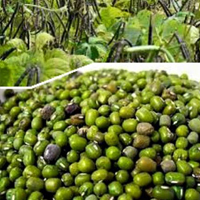 ขายสินค้าเกษตรจำหน่ายเมล็ดพันธุ์ถั่วเขียวผิวมันพันธุ์-กำแพงแสน-2