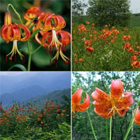 ขายสินค้าเกษตรเมล็ดดอกลิลลี่-สีส้ม