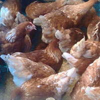 ขายสินค้าเกษตรไก่สาวพร้อมไข่-อายุ-18-สัปดาร์