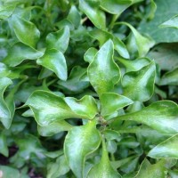 ขายสินค้าเกษตรวอเตอร์เกรสหญ้าปักกิ่งหญ้าไผ่น้ำ