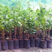 ขายสินค้าเกษตรกิ่งชำมะนาว-พันธุ์ไร้หนาม