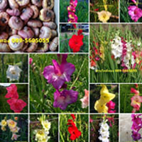 ขายสินค้าเกษตรหัวดอกแกลดิโอลัส-gladiolus-แกลดิโอลัส