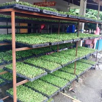 ขายสินค้าเกษตรต้นอ่อนทานตะวันงอก