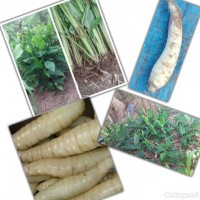 ขายสินค้าเกษตรจำหน่าต้นพันธ์มันสาคู