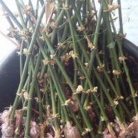 ไผ่กิมซุงและพันธุ์ไม้