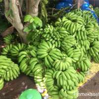 โฮมเกษตร-จะไขข้อสงสัยว่ากล้วยในประเทศไทย-มีกี่สายพันธ์ุ